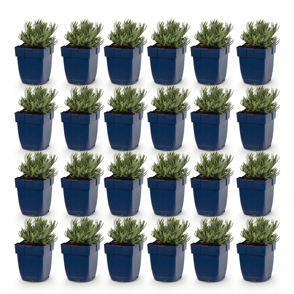 Vasteplant - Lavandula ang. Dwarf Blue - Lavendel - Geurend - Paars - 24 Planten - Pot 11cm - Hoogte 15-25cm
