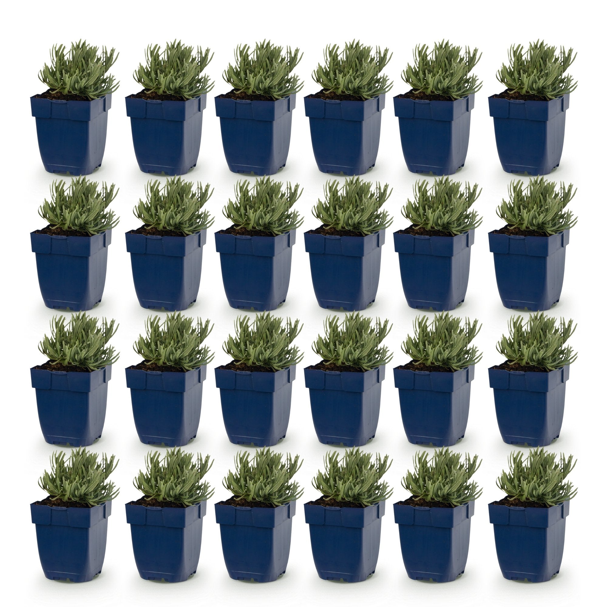 Vasteplant - Lavandula ang. Dwarf Blue - Lavendel - Geurend - Paars - 24 Planten - Pot 11cm - Hoogte 15-25cm