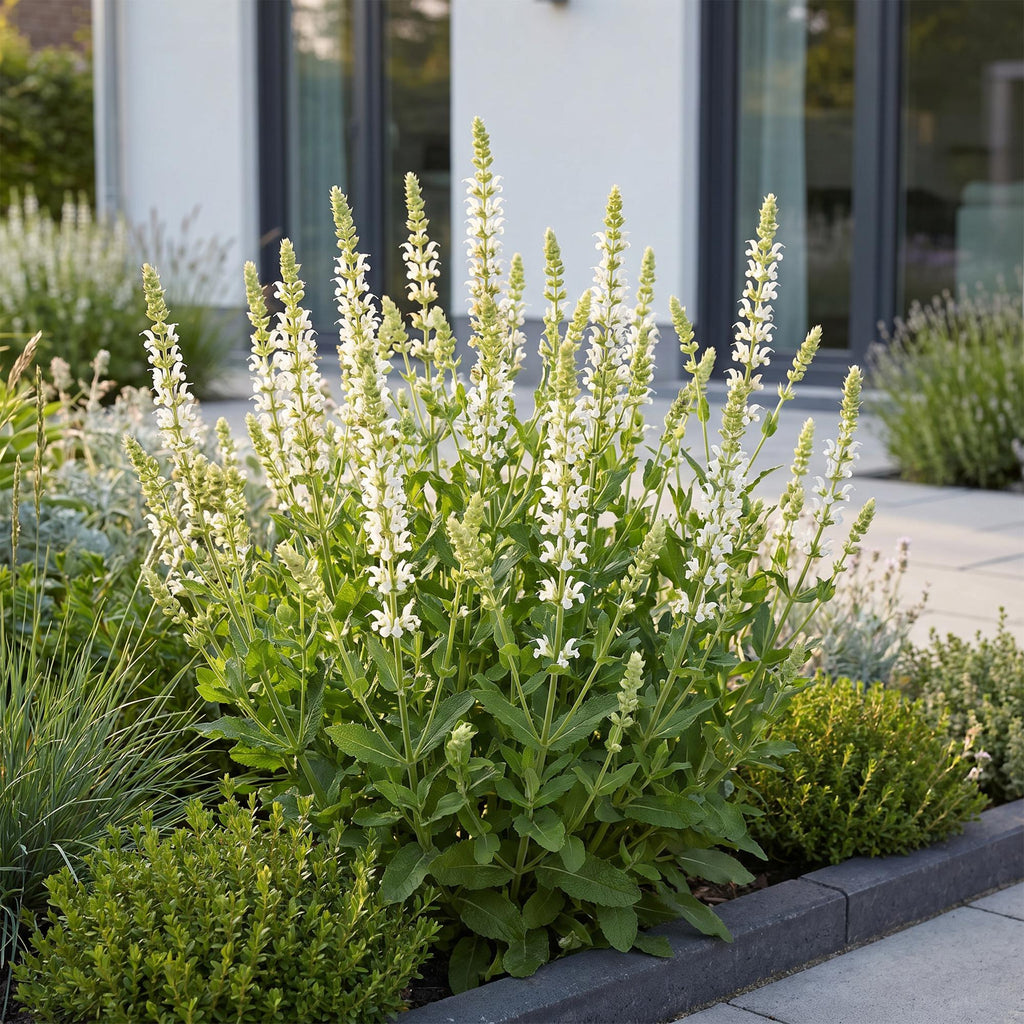 Vasteplant - Salvia nem. Schneehügel - Salie - Bijen en Vlinderlokkers - Wit - 24 Planten - Pot 11cm - Hoogte 15-25cm