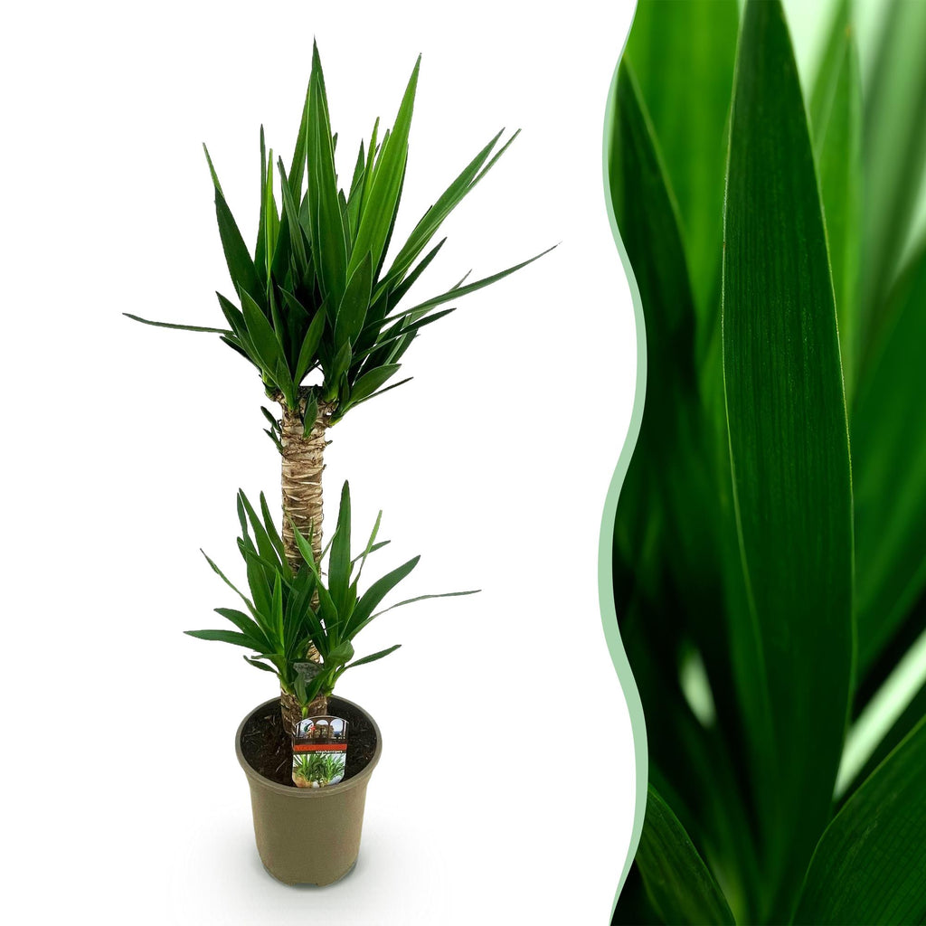 Kamerplant - Yucca elephantipes - Yucca - Weinig onderhoud - Groen - 1 - Pot 19cm - Hoogte 95cm