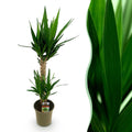 Kamerplant - Yucca elephantipes - Yucca - Weinig onderhoud - Groen - 1 - Pot 19cm - Hoogte 95cm