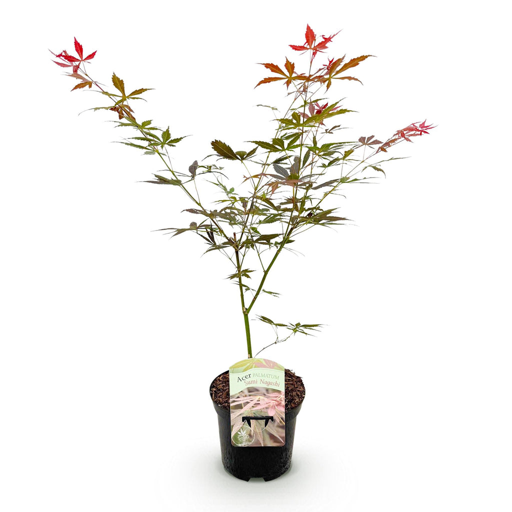 Terrasplant - Japanse Esdoorn - Acer palmatum Sumi-nagashi - Rood - 1 Plant - Bladverliezend - Pot 19cm Hoogte 70cm