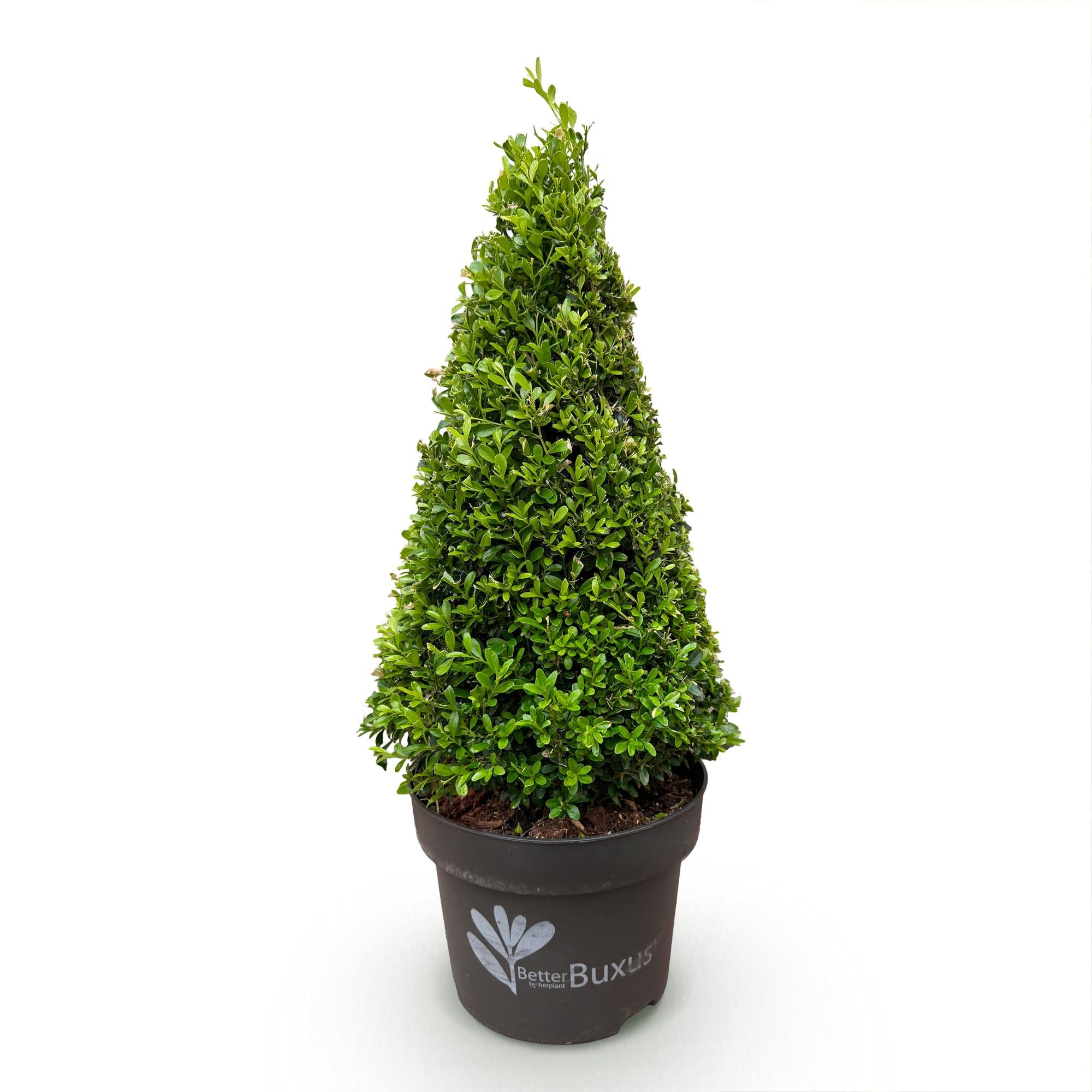 Buxus Pyramide - BetterBuxus Skylight - Resistant tegen de Buxus Schimmel - 1 Plant - Pot 23cm Hoogte 60-70cm