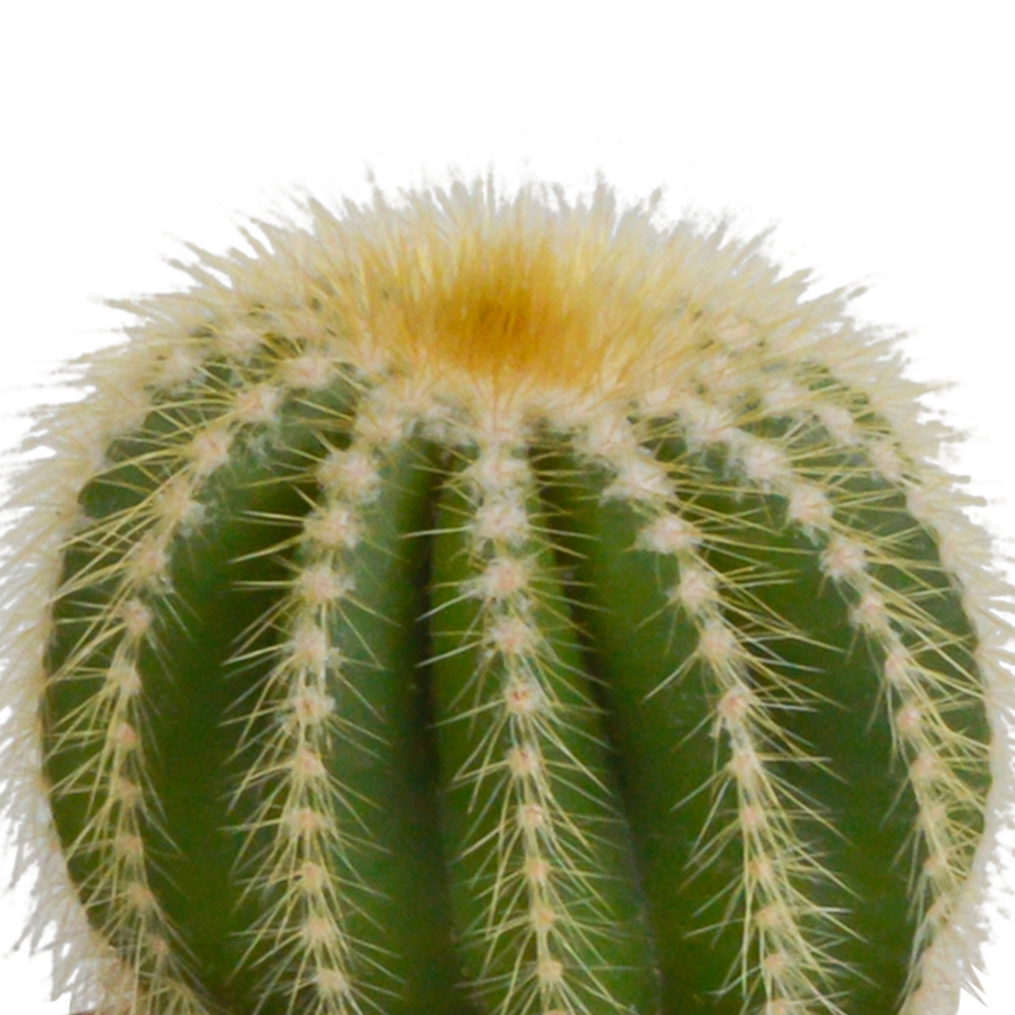 Cactus mix 8.5 cm - 3x - in terracotta pot