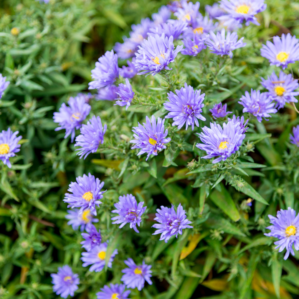 48x Aster frikartii 'Monch' - ↕10-25cm - Ø9cm