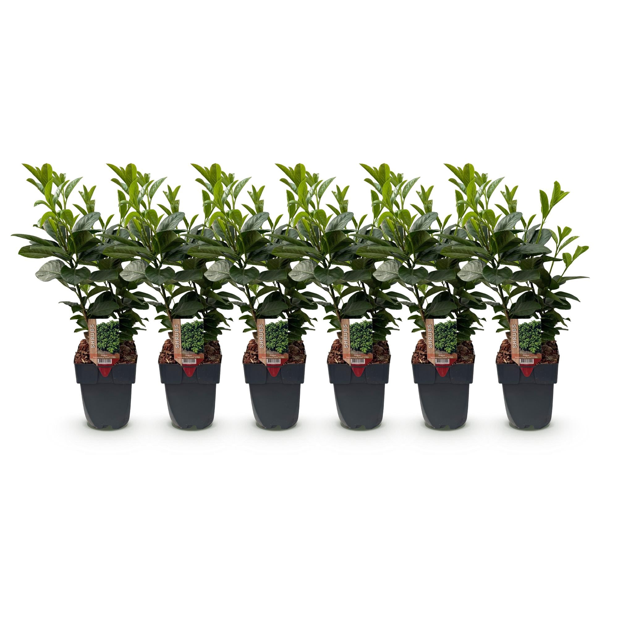 Haagplanten - Prunus laurocerasus Etna - blad groen - 6 planten - 1 strekkende meter - groenblijvend - pot 17cm hoogte 50cm