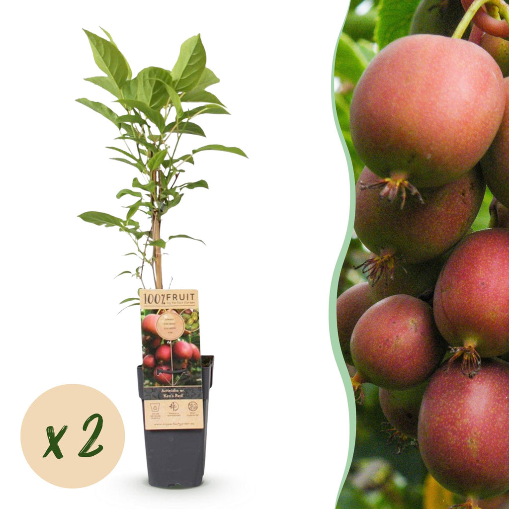 Fruitplant - Actinidia deliciosa Ken,s Red - Kiwiplant - Vrouwelijk - Rode Vrucht - 2 Planten - Pot 15cm - Hoogte 50cm