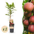 Fruitplant - Actinidia deliciosa Ken,s Red - Kiwiplant - Vrouwelijk - Rode Vrucht - 2 Planten - Pot 15cm - Hoogte 50cm