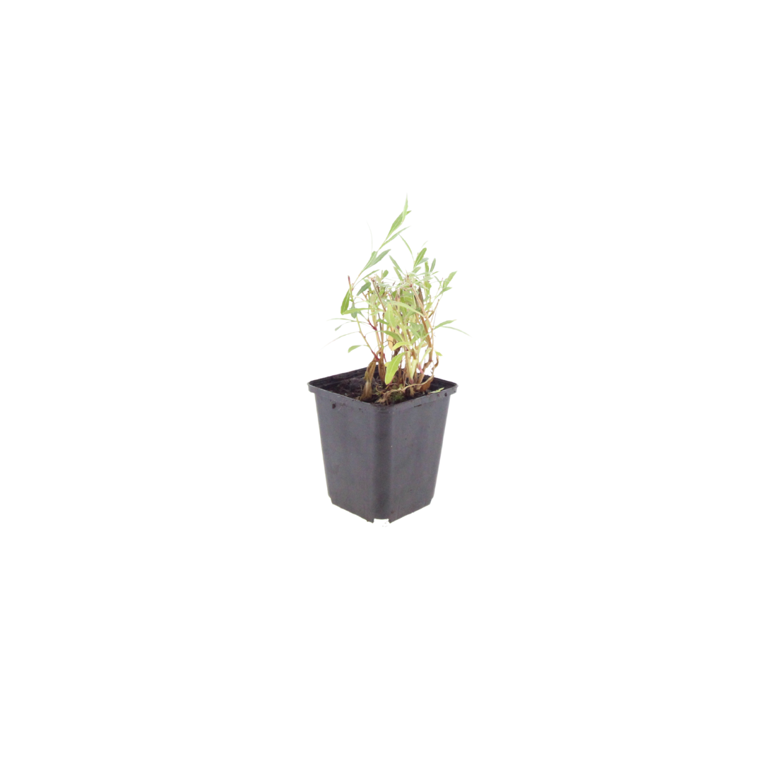 6x Gaura lindheimeri - ↕10-25cm - Ø9cm