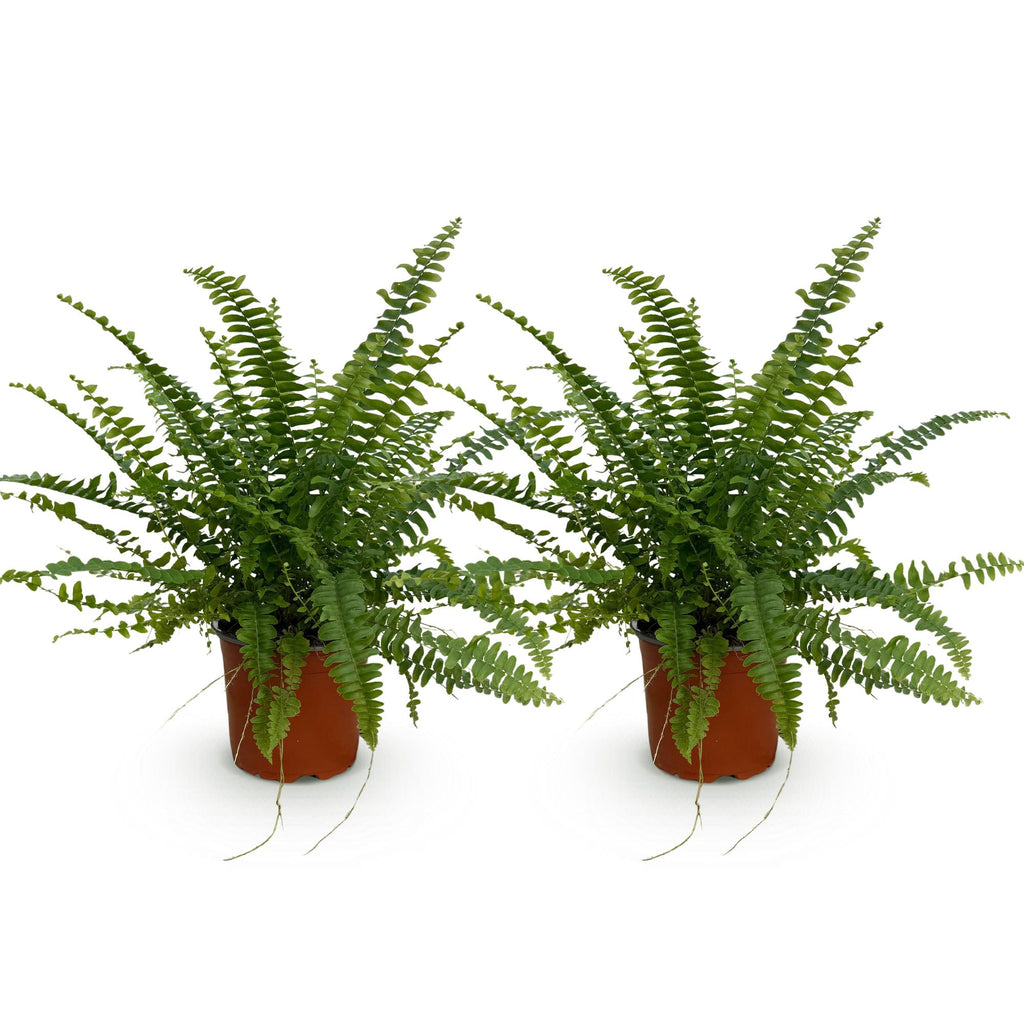 Kamerplant - Nephrolepsis exaltata Green Lady - Varen - Huisdiervriendelijk - Groen - 2 Planten - Pot 12cm - Hoogte 28-30cm