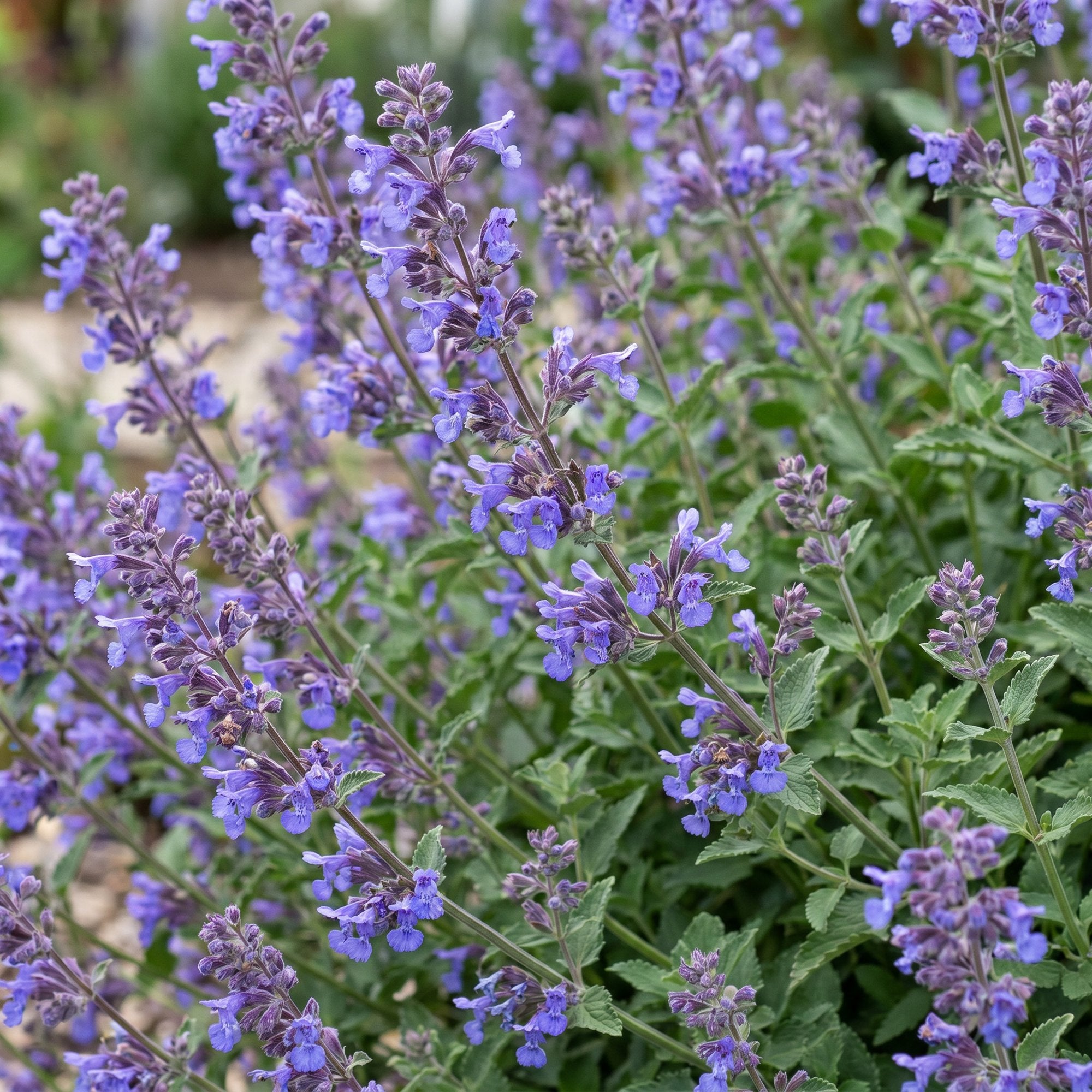 Vasteplant - Nepeta faassenii 'Six Hills Giant' - Kattenkruid - Bijen- en vlinderlokkers - Paars - 12 Planten - Pot 11cm - Hoogte 15-25cm
