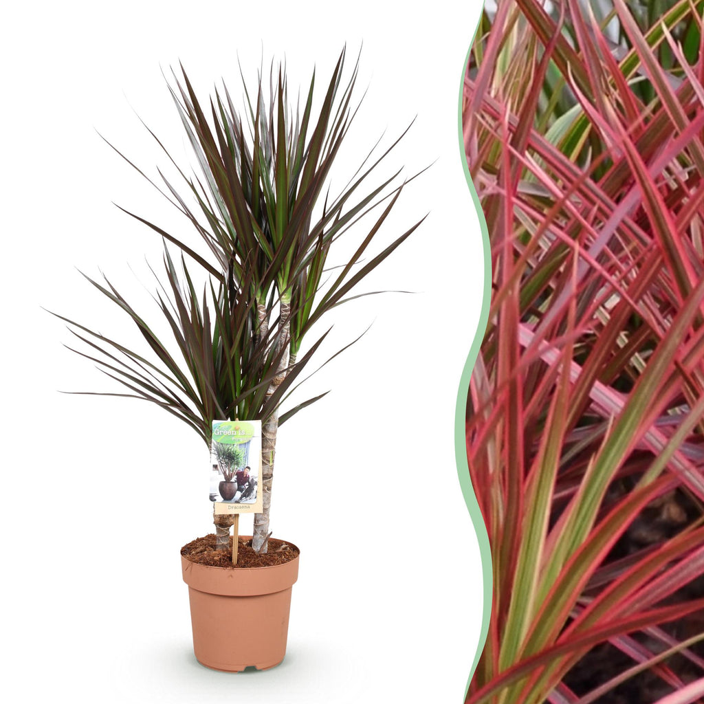 Green is... Kamerplanten - Dracaena Magenta - Drakenbloedboom - Weinig onderhoud - Groen - 1 Plant - Pot 17cm - Hoogte 70-80cm