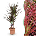 Green is... Kamerplanten - Dracaena Magenta - Drakenbloedboom - Weinig onderhoud - Groen - 1 Plant - Pot 17cm - Hoogte 70-80cm