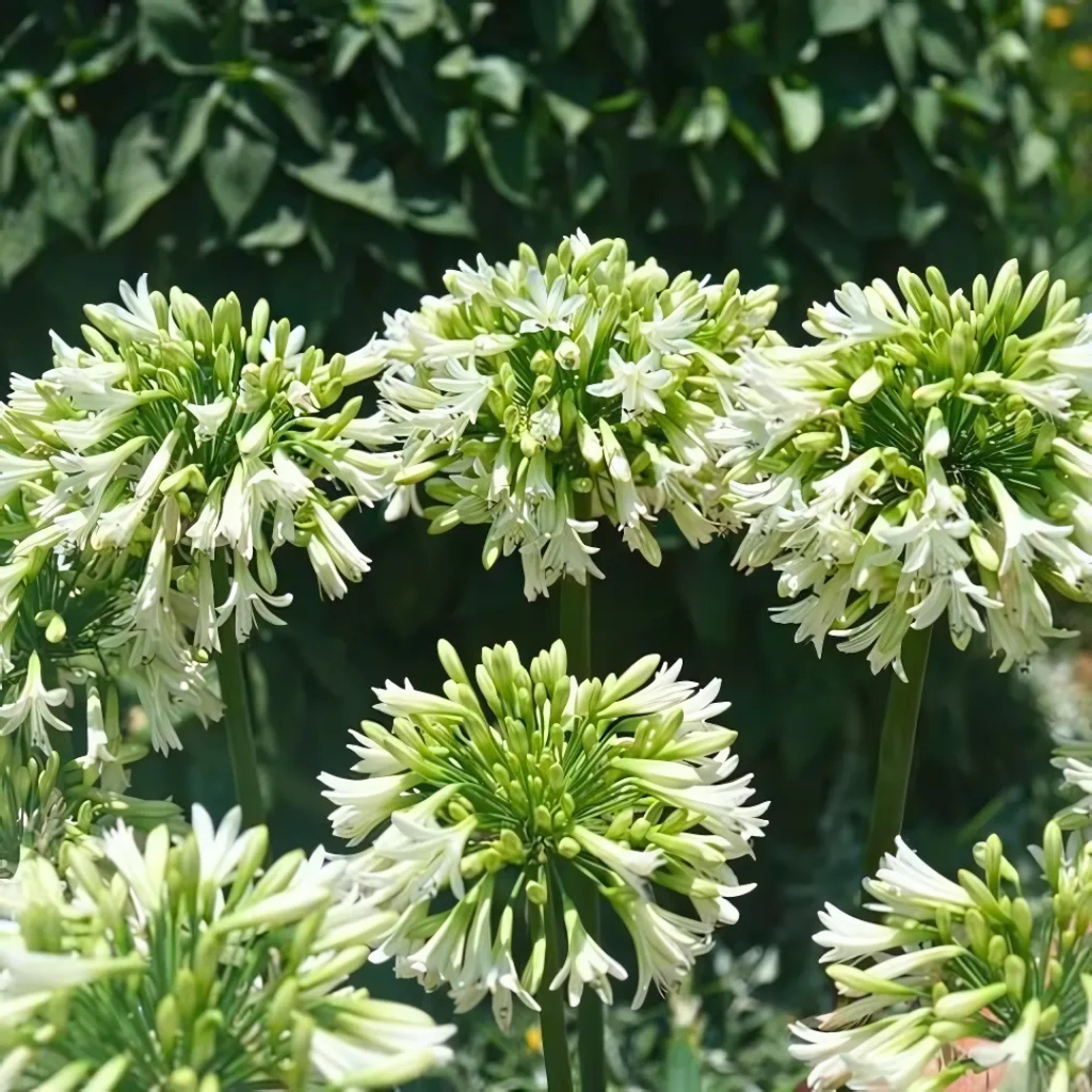 Agapanthus 'Everwhite'  23cm