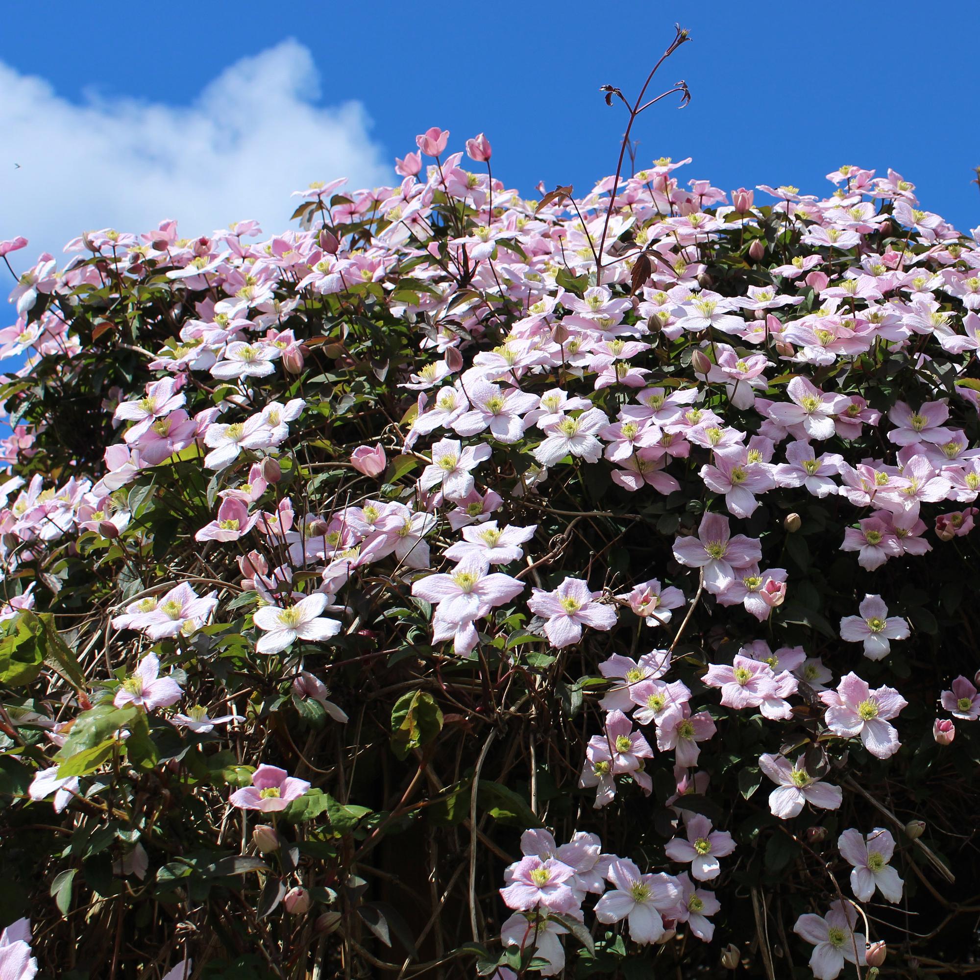 Klimplant - Clematis montana Rubens - Bloem Roze - Vroegbloeiend - Weinig onderhoud -2 planten -  Pot 11cm Hoogte 40cm