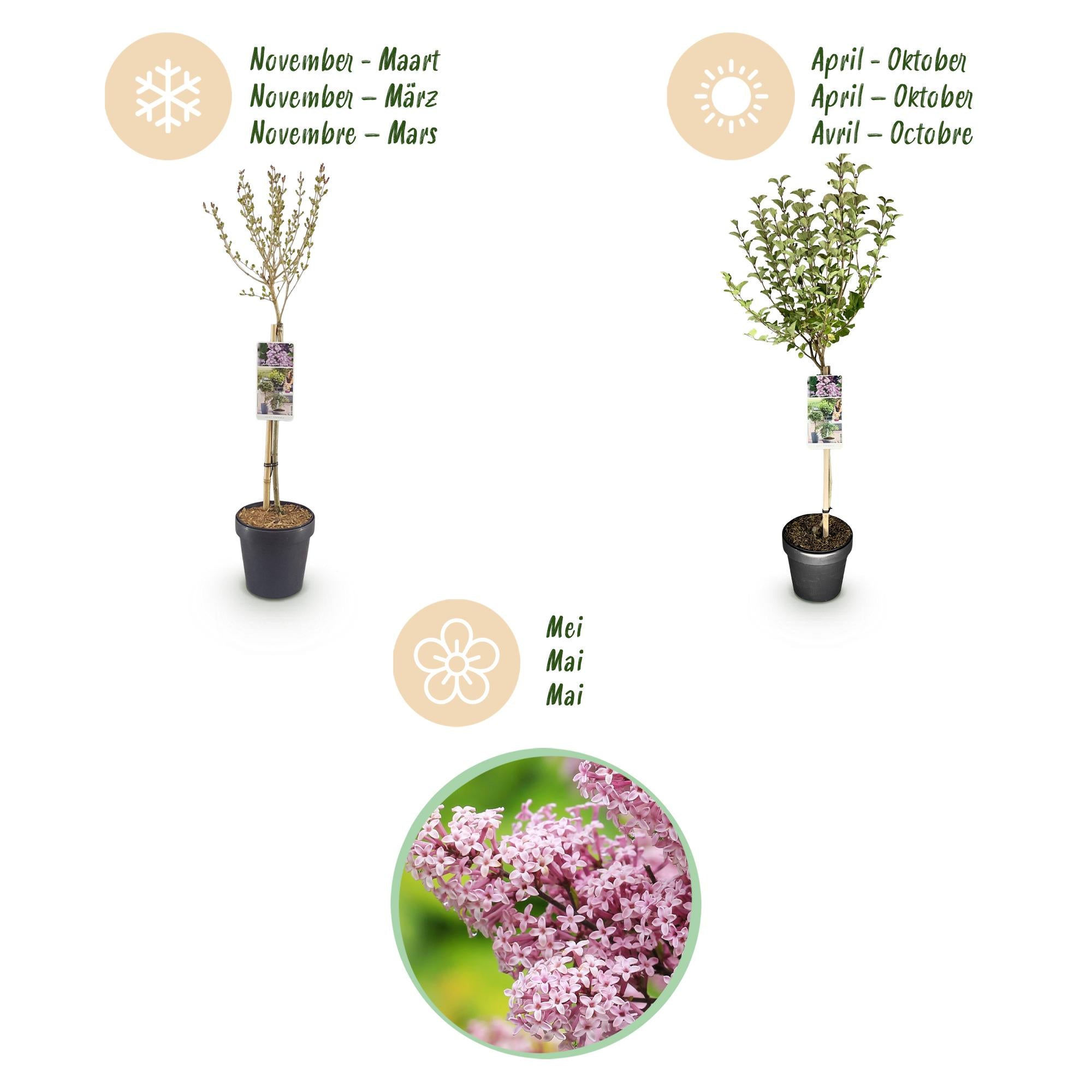 Plant op Stam- Syringa meyeri Palibin - Terras Plant - Bladverliezend - Winterhard- Paarse Bloem - Pot 19cm Hoogte 90cm