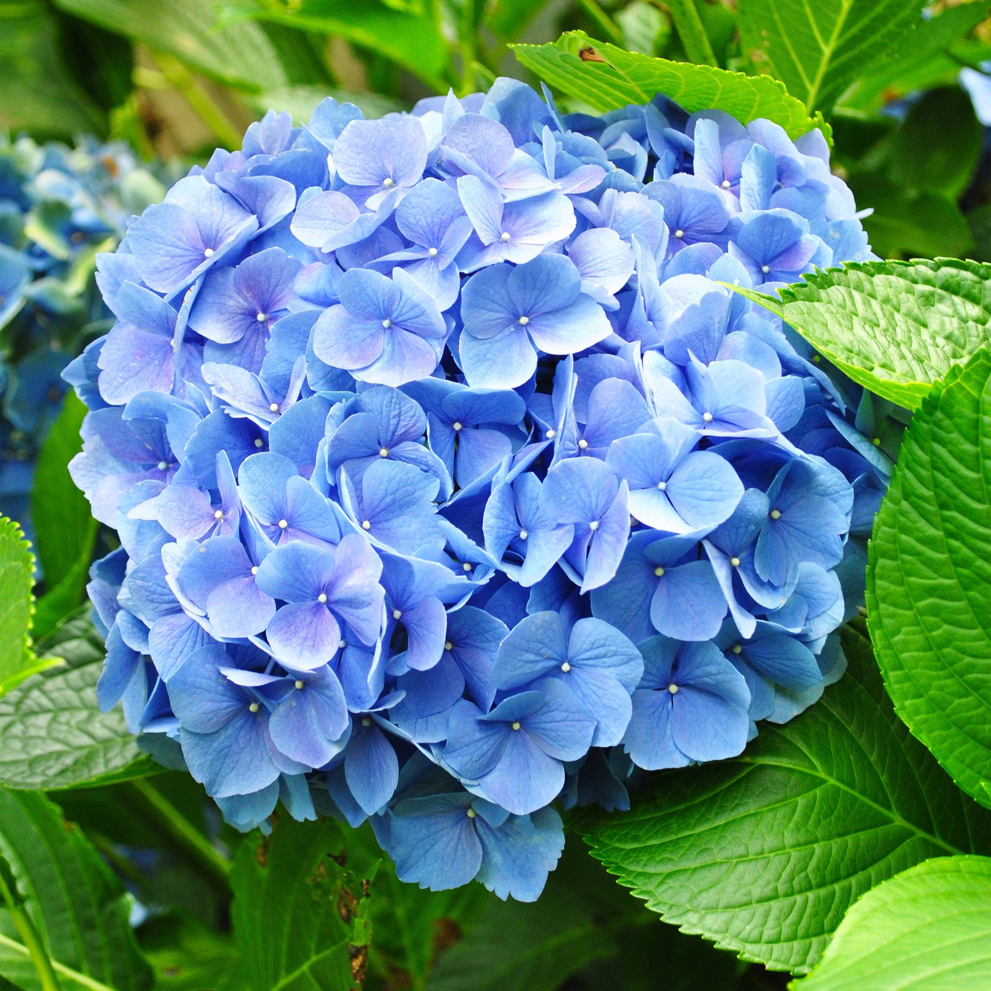 Tuinplant - Hydrangea macrophylla Blauw - Hortensia - Winterhard - Blauw - 3 Planten - Pot 12cm - Hoogte Hoogte 20-30cm