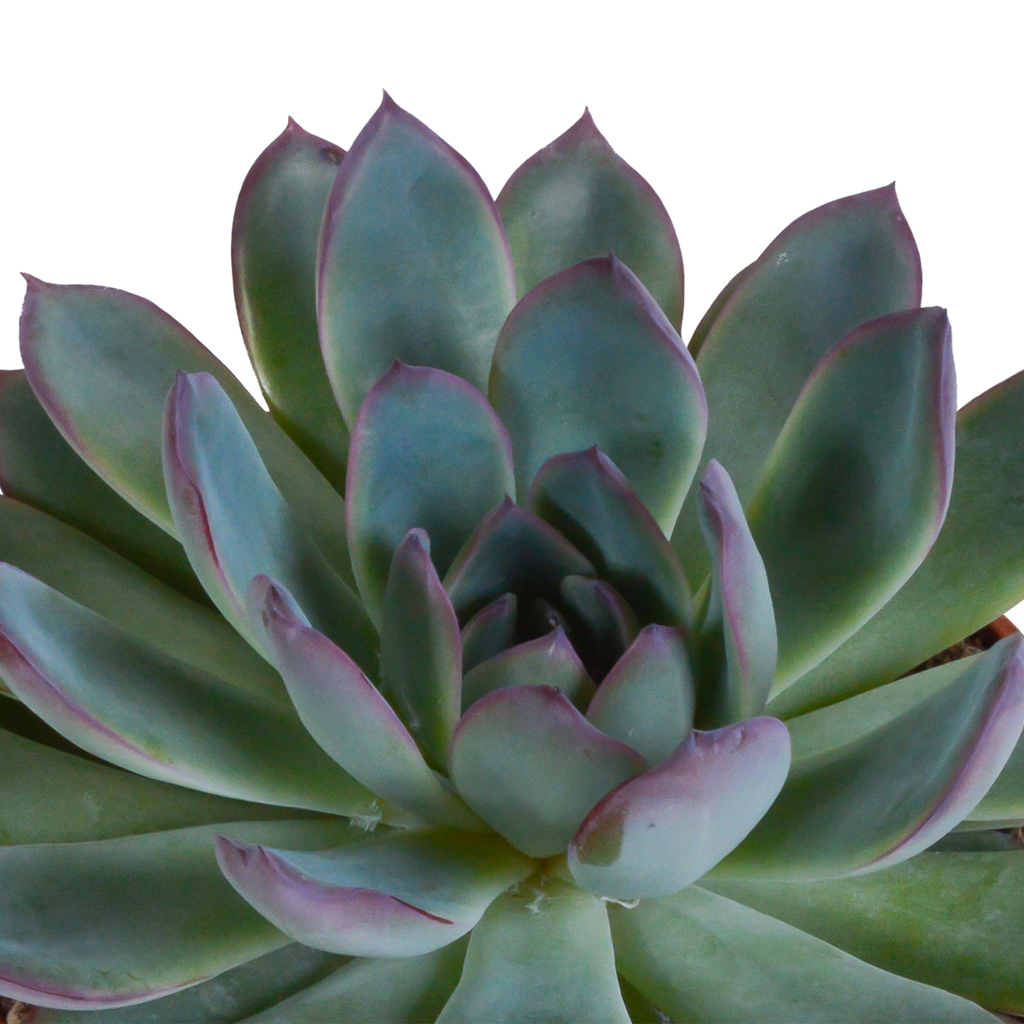 Echeveria mix 10.5 cm - 3x - in Mexicaanse pot
