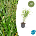 6x Hakonechloa macra - ↕10-25cm - Ø9cm