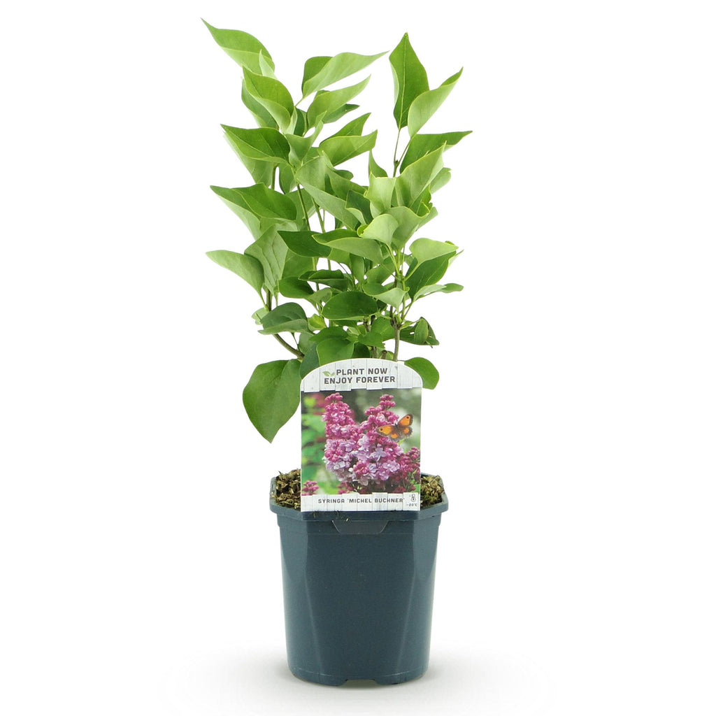 Tuinplant - Syringa vulgaris Michel Buchner - Gewone Sering - Winterhard - Roze - 1 Plant - Pot 17cm - Hoogte 45cm