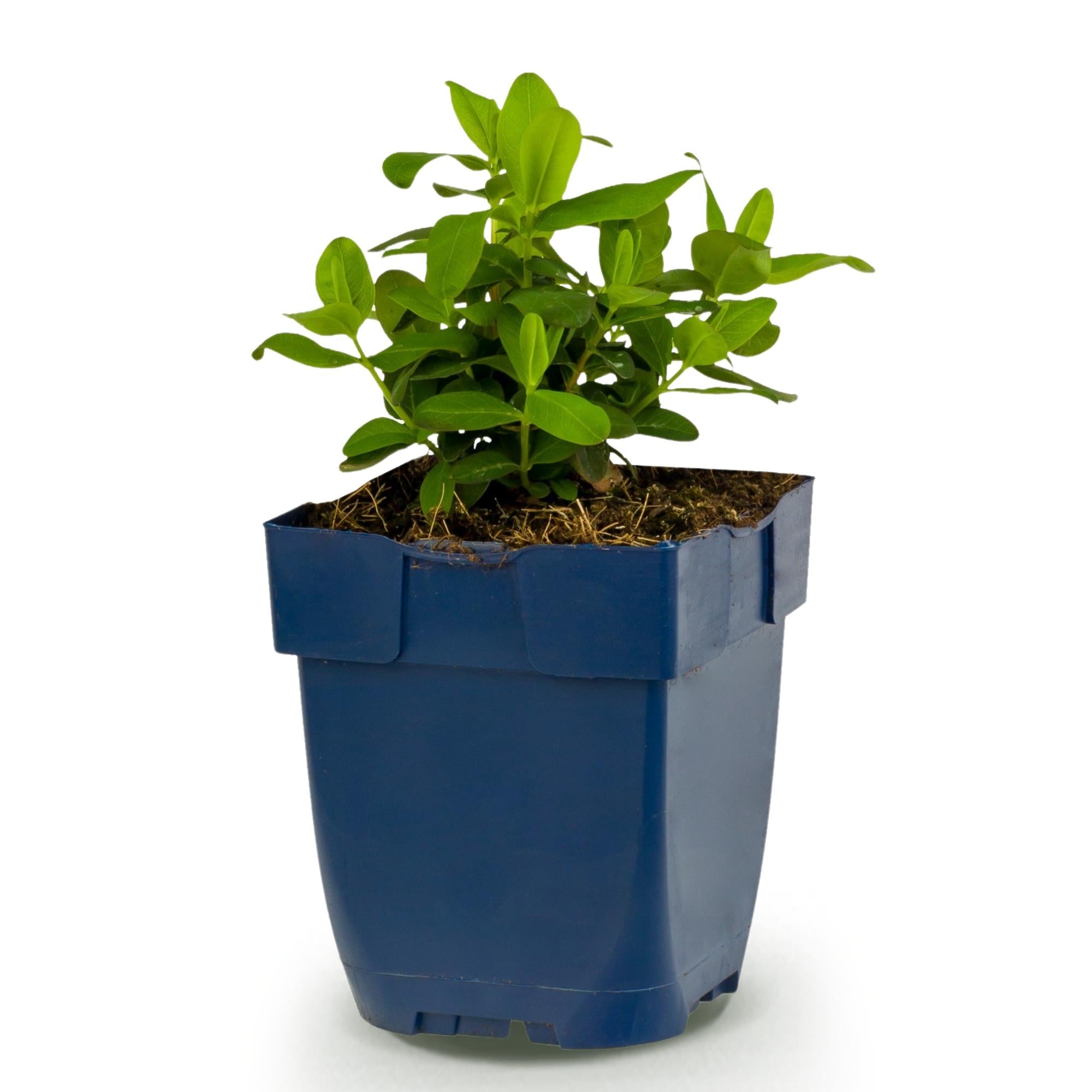 Vasteplant - Hypericum calycinum - Sint-Janskruid - Bijen- en vlinderlokkers - Geel - 1 Plant - Pot 11cm - Hoogte 15-25cm