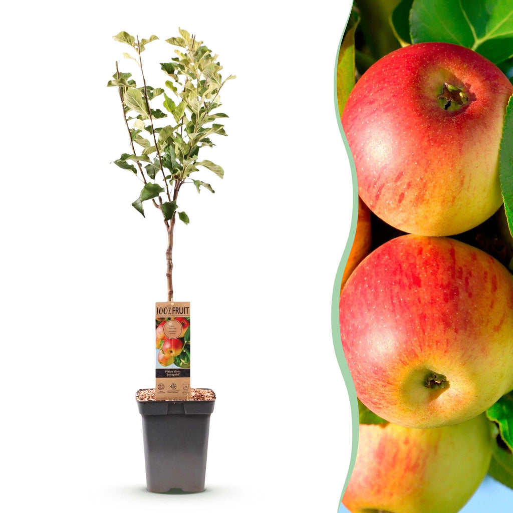 Fruitboom - Malus domestica Jonagold - Appelboom - Winterhard - Geel-Groene Appel - 1 Plant - Pot 21cm - Hoogte 90cm