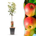 Fruitboom - Malus domestica Jonagold - Appelboom - Winterhard - Geel-Groene Appel - 1 Plant - Pot 21cm - Hoogte 90cm