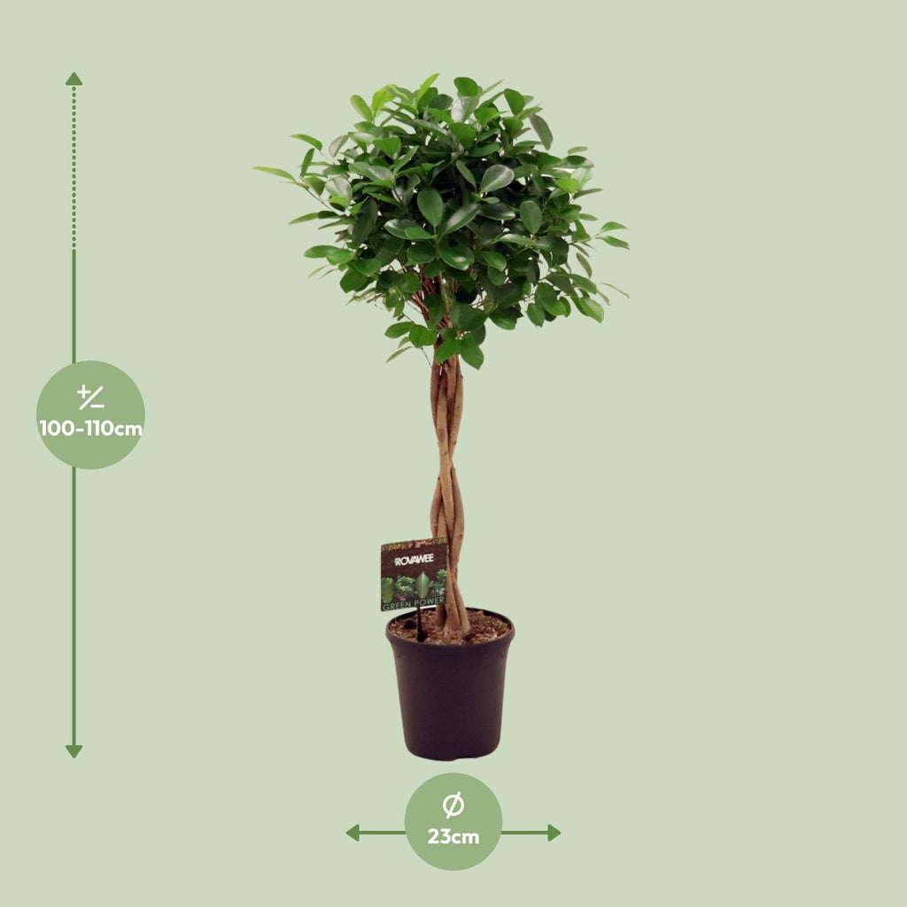 Ficus Micr. Moclame - Ø23cm - ↕100- 110cm