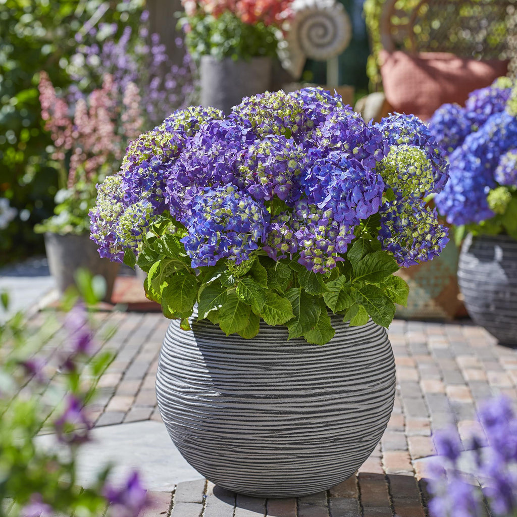 Tuinplant - Hydrangea Endles Summer Summer Love Purple - Hortensia - Winterhard - Paars - 2 Planten - Pot 14cm - Hoogte 20-25cm