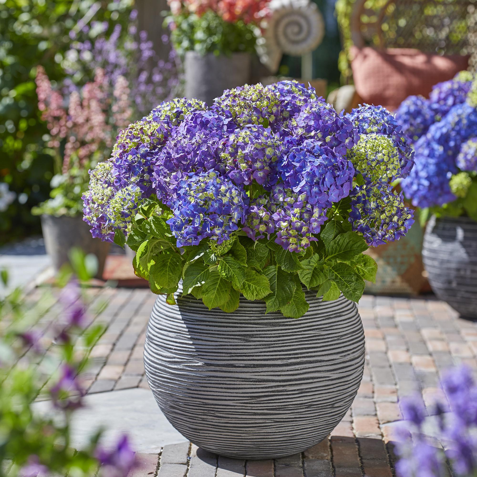 Tuinplant - Hydrangea Endles Summer Summer Love Purple - Hortensia - Winterhard - Paars - 2 Planten - Pot 14cm - Hoogte 20-25cm