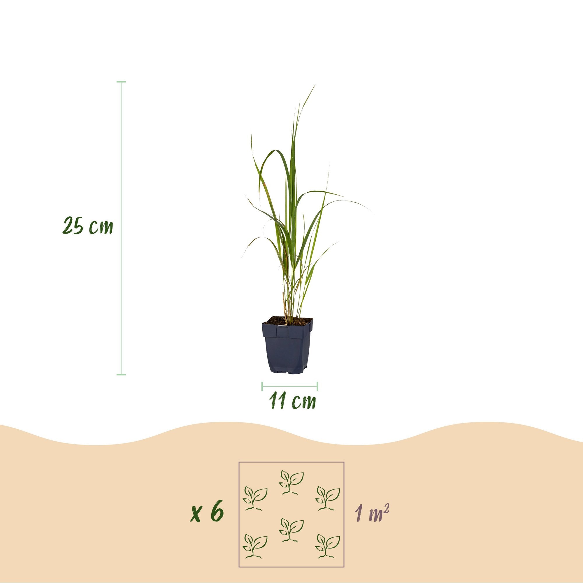 Grassen - Molinia arund. Karl Foerster - Pijpestrootje - Met Pluim - Groen - 6 Planten - Pot 11cm - Hoogte 15-25cm