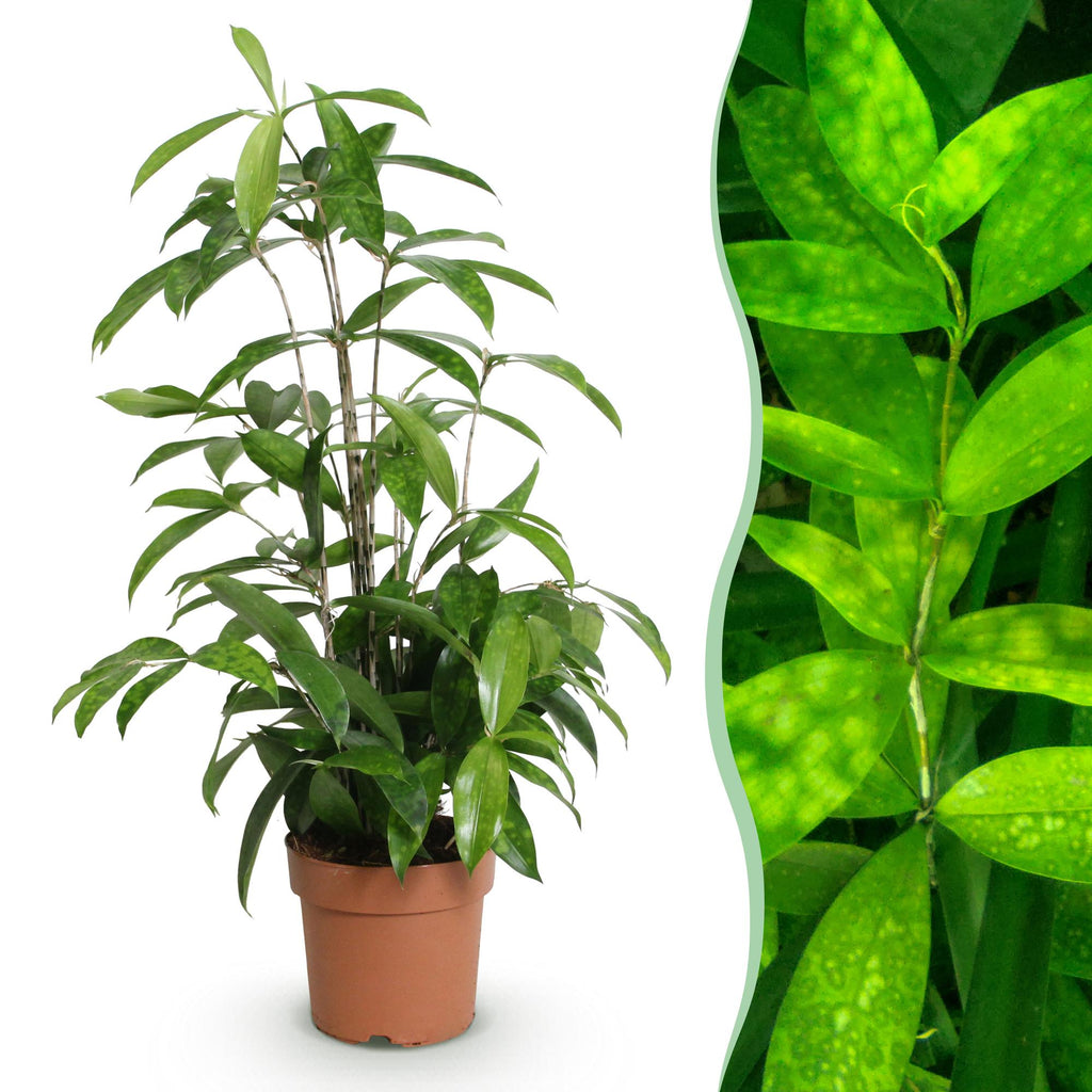 Green is... Kamerplanten - Dracaena surculosa - Drakenbloedboom - Weinig onderhoud - Groen - 1 Plant - Pot 17cm - Hoogte 60-70cm