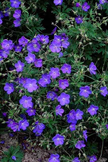 60x Geranium 'Johnson's Blue' - ↕10-25cm - Ø9cm