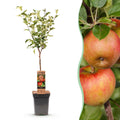 Fruitboom - Malus domestica Elstar - Appelboom - Winterhard - Rood-Groene Appel - 1 Plant - Pot 21cm - Hoogte 90cm