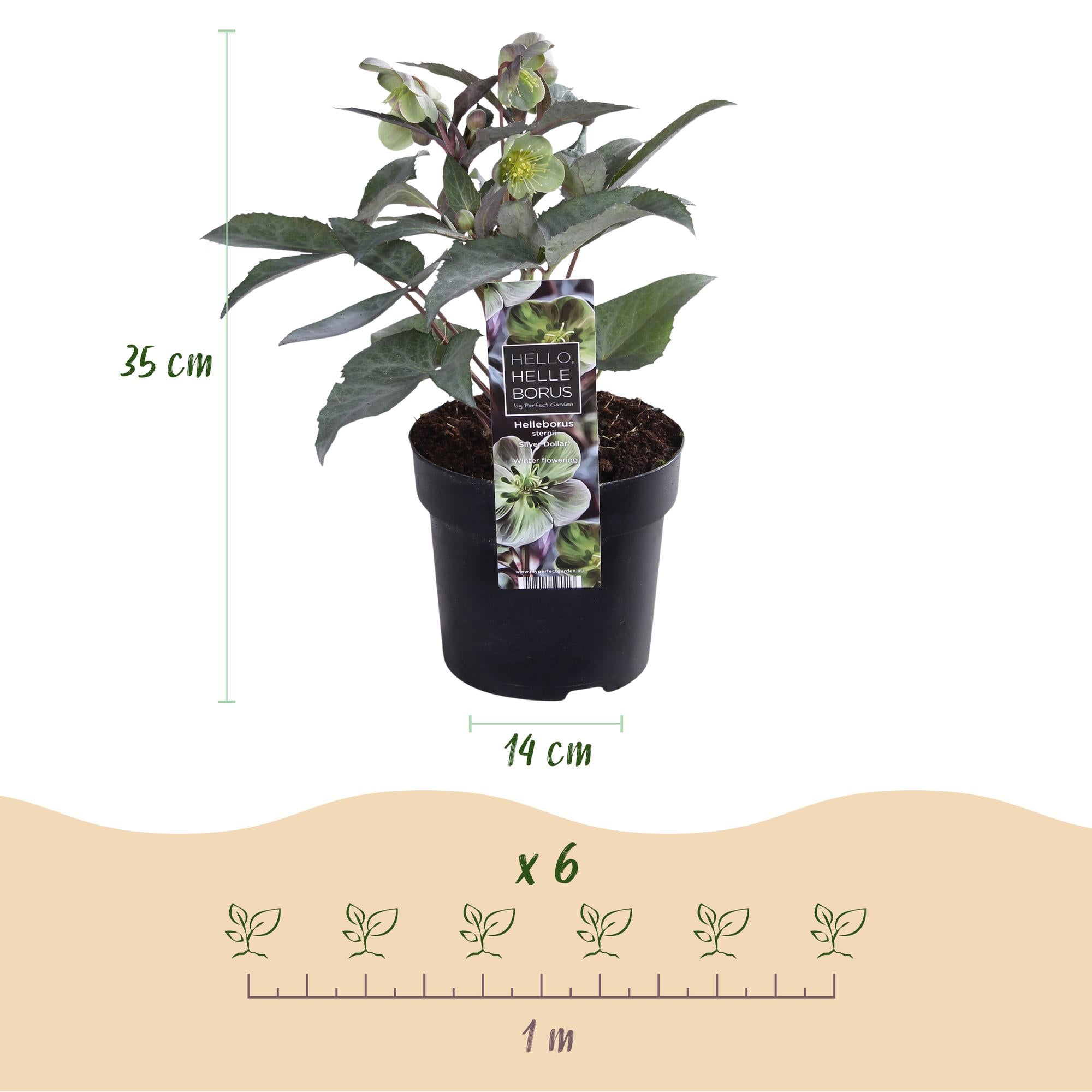 Tuinplant - Lenten Rose - Helleborus sternii Silver Dollar - Groene  Bloem -2 Planten- Groenblijvend - Pot 14cm Hoogte 35cm