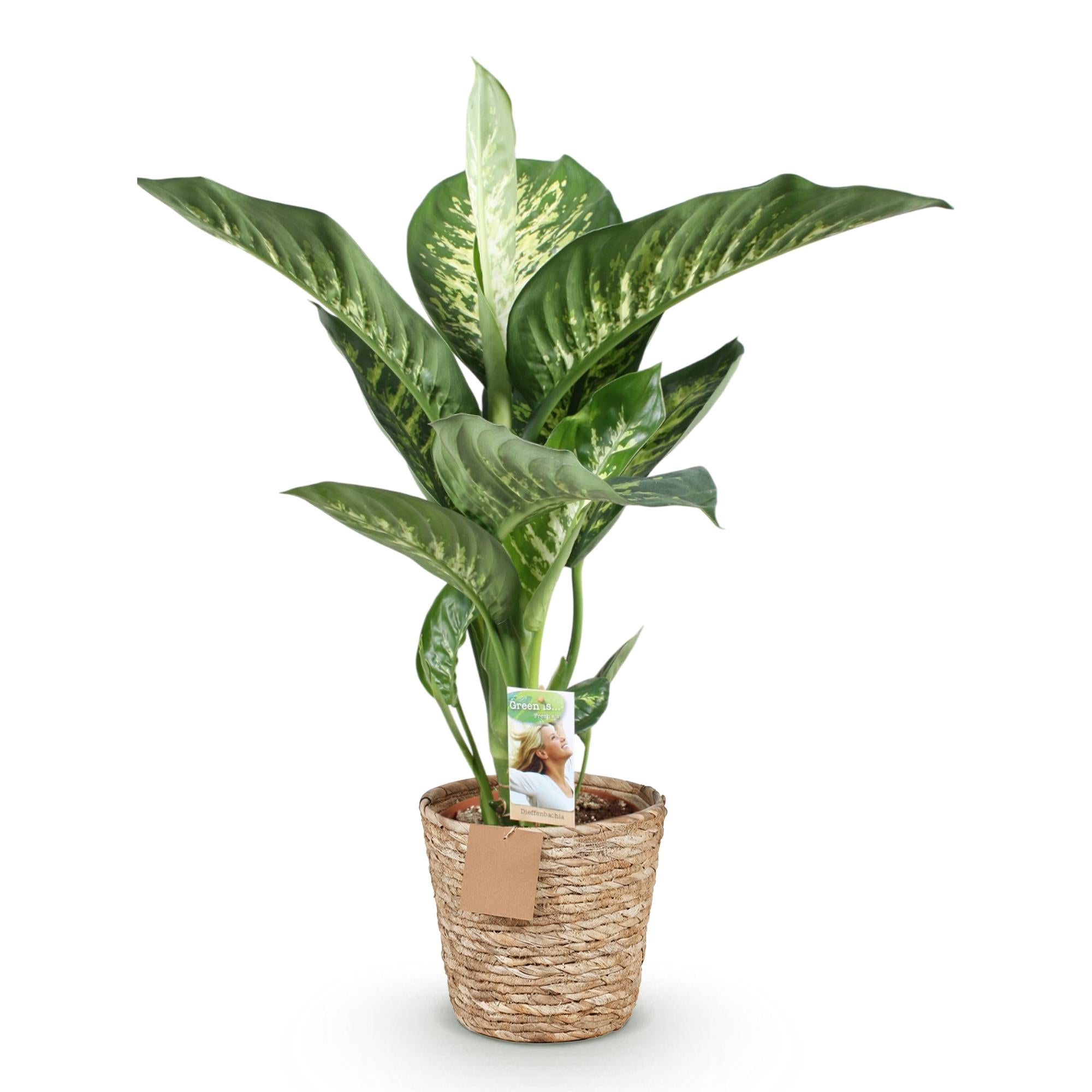 Green is... Kamerplanten - Diefenbachia Tropic Snow - Dieffenbachia - Weinig onderhoud - met mand - Groen - 1 Plant - Pot 21cm - Hoogte 90-100cm
