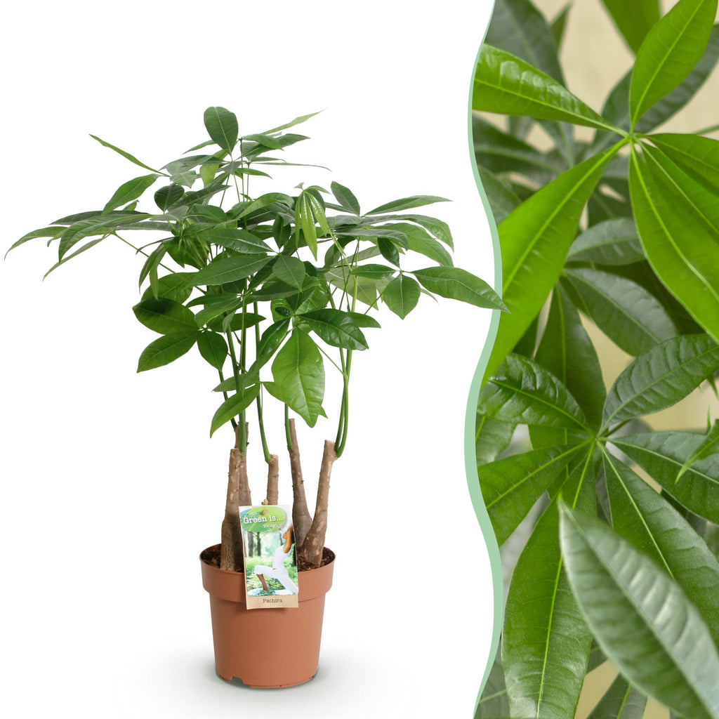 Green is... Kamerplanten - Pachira Aquatica multi stam - Geldboom - Weinig onderhoud - Groen - 1 Plant - Pot 17cm - Hoogte 50-55cm