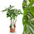 Green is... Kamerplanten - Pachira Aquatica multi stam - Geldboom - Weinig onderhoud - Groen - 1 Plant - Pot 17cm - Hoogte 50-55cm