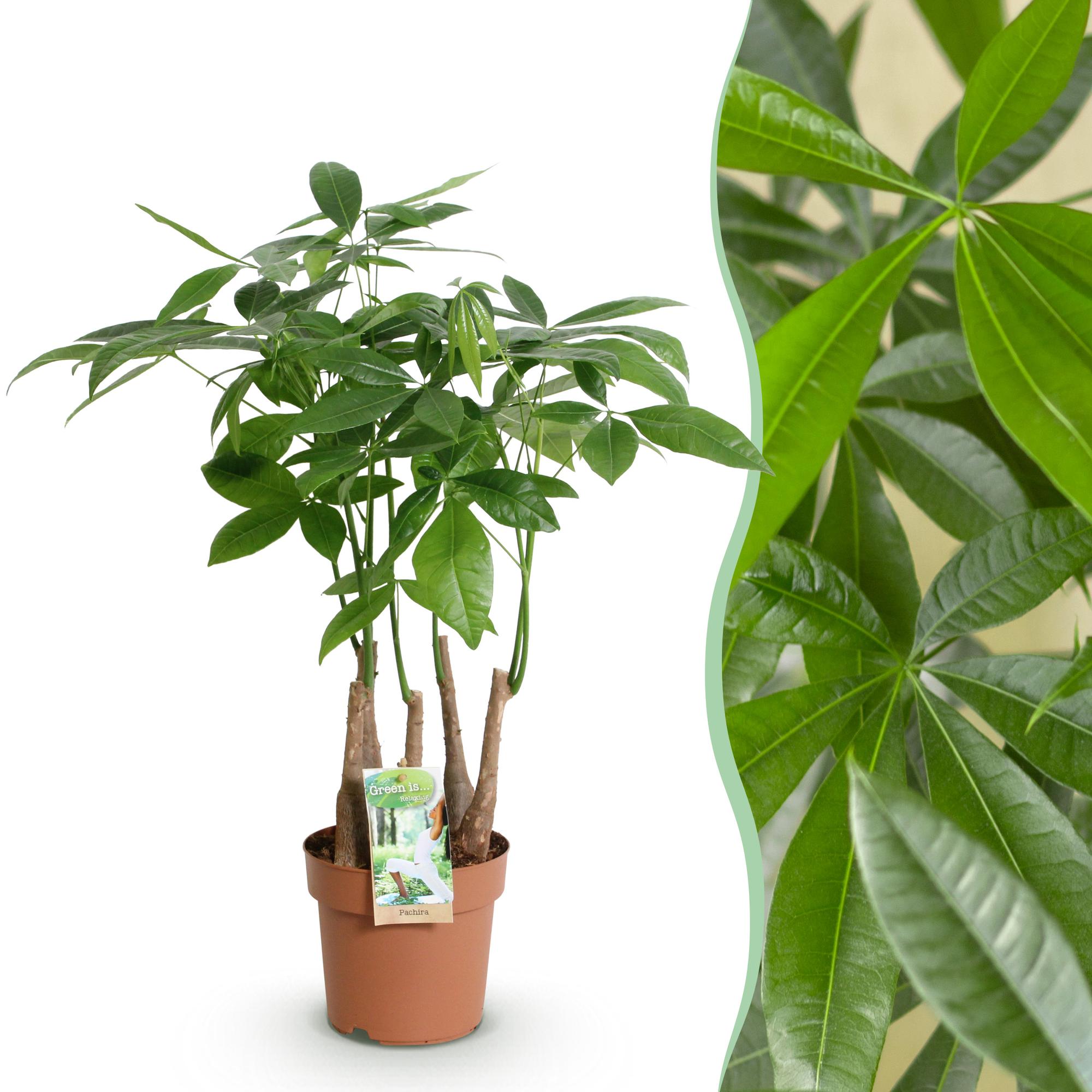 Green is... Kamerplanten - Pachira Aquatica multi stam - Geldboom - Weinig onderhoud - Groen - 1 Plant - Pot 17cm - Hoogte 50-55cm