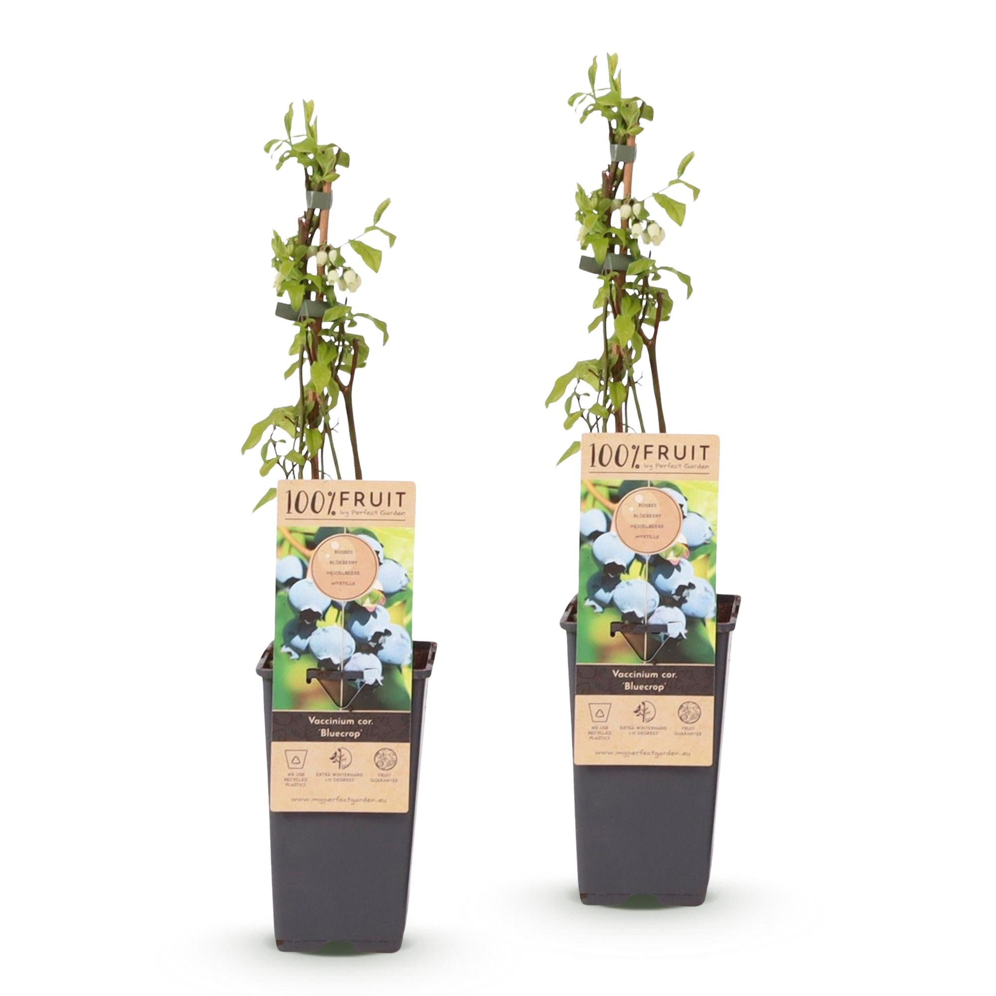 Fruitplant - Vaccinium corymbosum Bluecrop - Bosbes - Winterhard - Blauwe Bes - 2 Planten - Pot 15cm - Hoogte 50cm