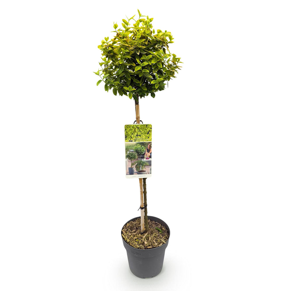 Plant op Stam - Euonymus fortunei Emerald n Gold - Terras Plant - Bladhoudend - Winterhard - Groen-Geel Blad - Pot 19cm Hoogte 90cm