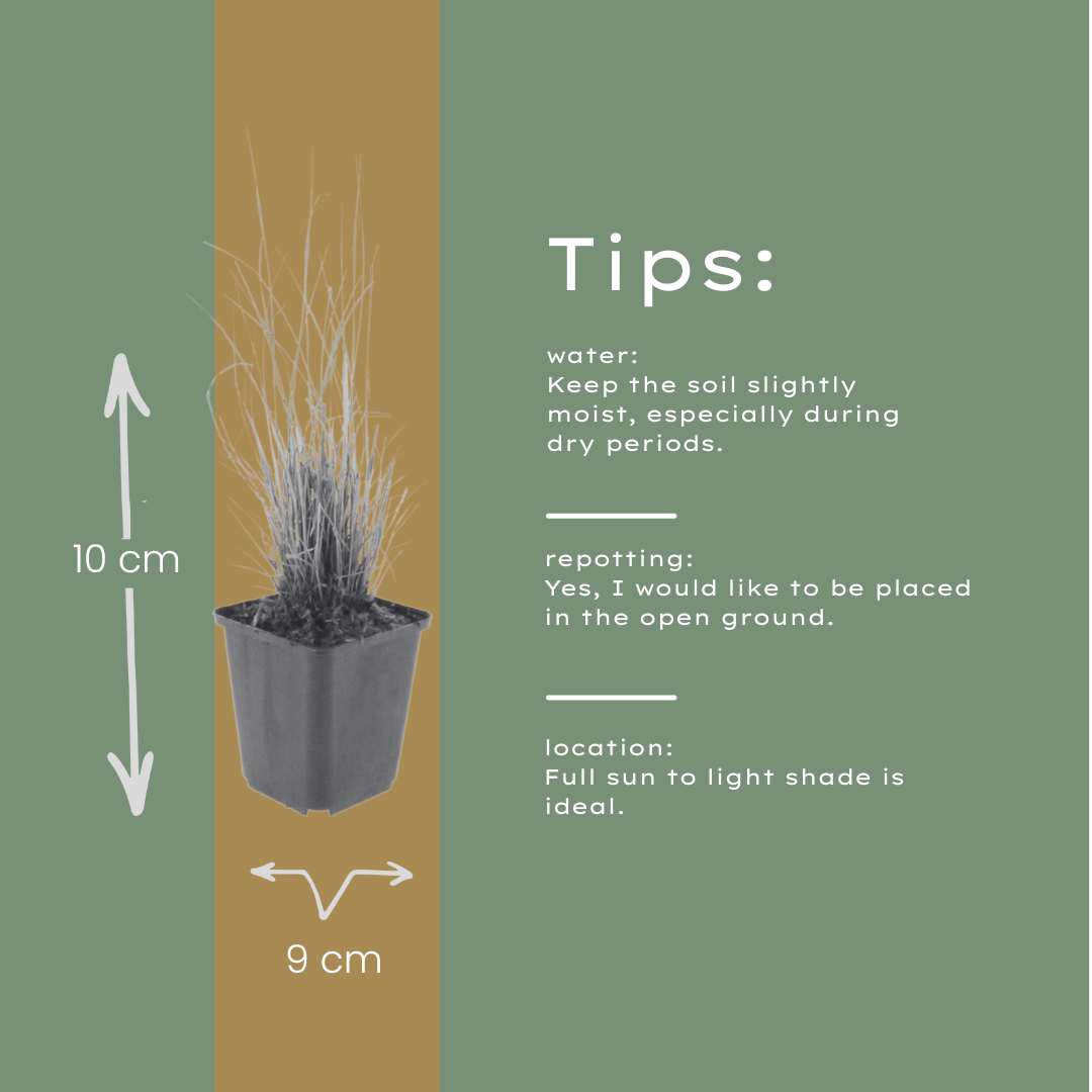 48x Calamagrostis brachytricha - ↕10-25cm - Ø9cm