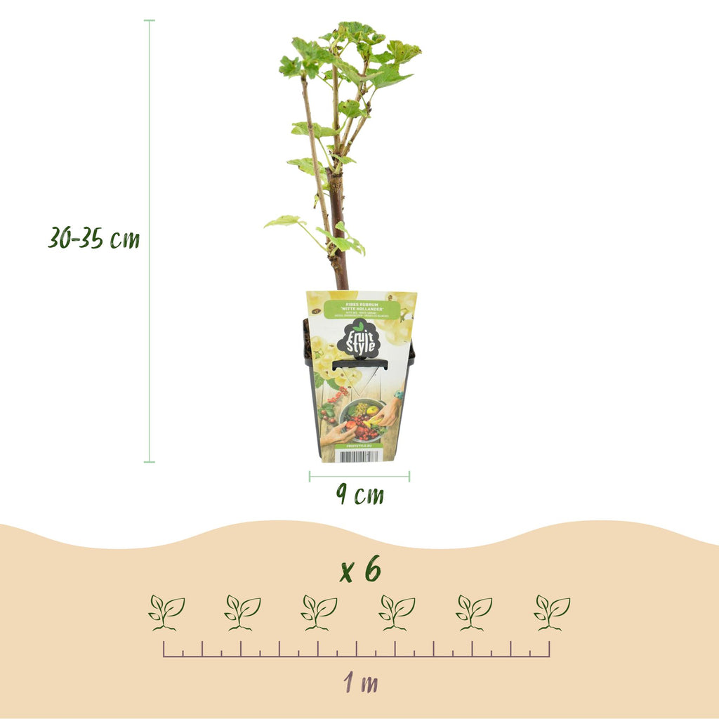 Fruitplanten - Wiite Bes - Ribes rubrum Witte Hollander - Winterhard - 3 Planten - Pot 9 cm - Witte Bes