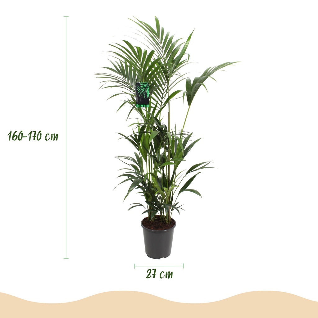 Kamerplant - Howea Forsteriana - Kentia Palm - Weinig Onderhoud - Groen - 1 plant - Pot 27cm - Hoogte 160-170cm