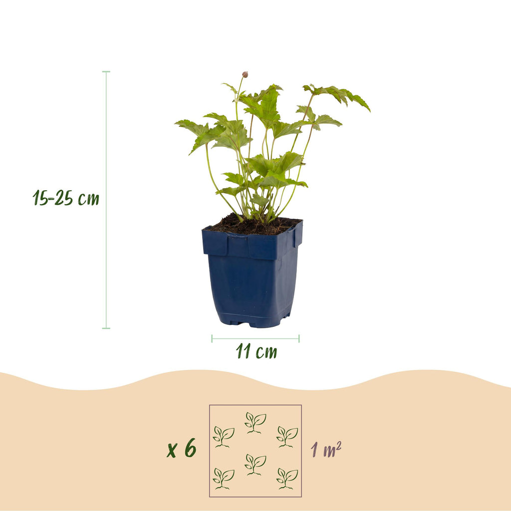 Vasteplant - Anemone hybr. Hon. Jobert - Herfst Anemoon - Schaduw - Wit - 6 Planten - Pot 11cm - Hoogte 15-25cm