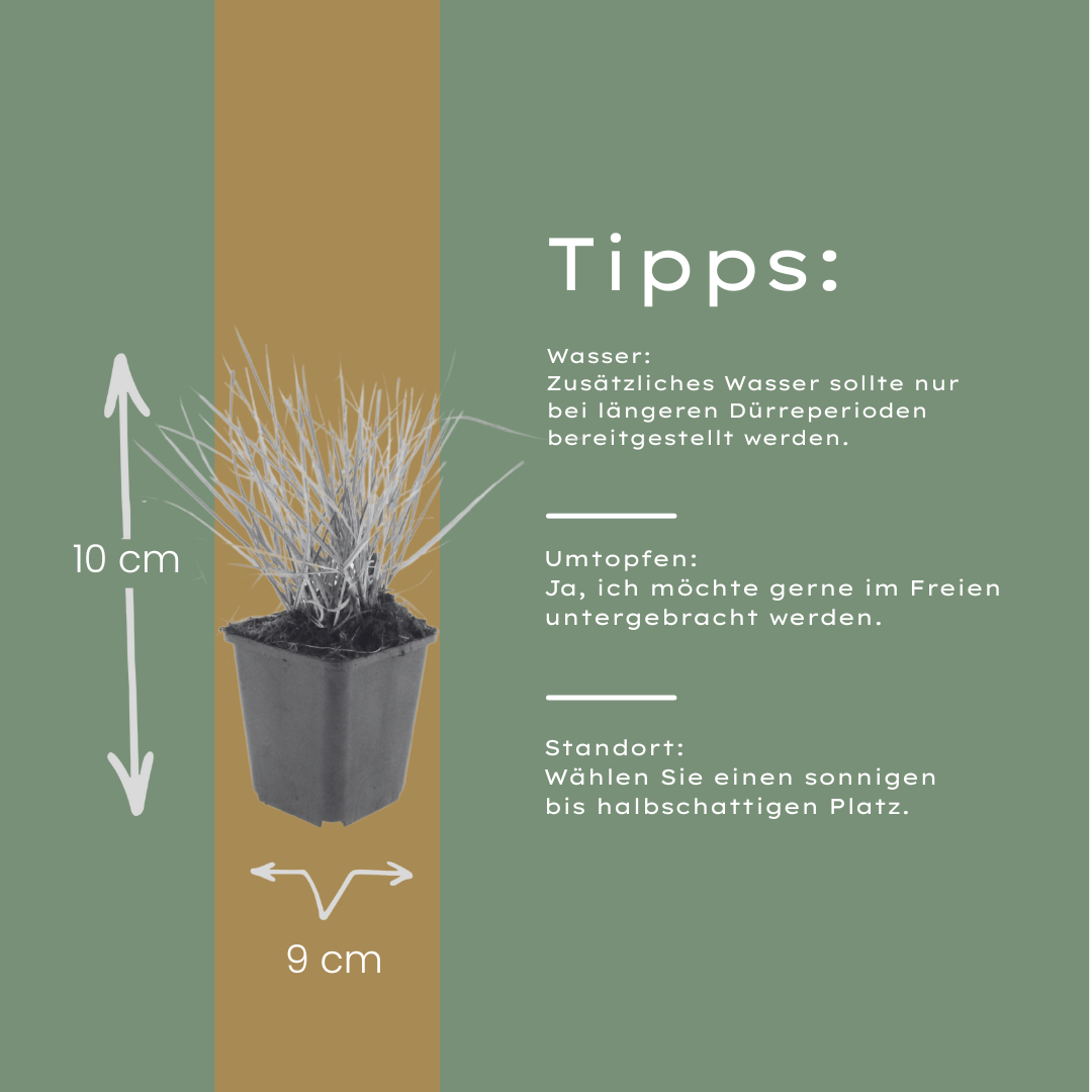 24x Sesleria autumnalis - ↕10-25cm - Ø9cm