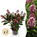 Terrasplant - Skimmia japonica Rubella - Bloem Rood - 10+ Bloemen - 3 Planten - Winterhard - Pot 10,5cm Hoogte 25cm