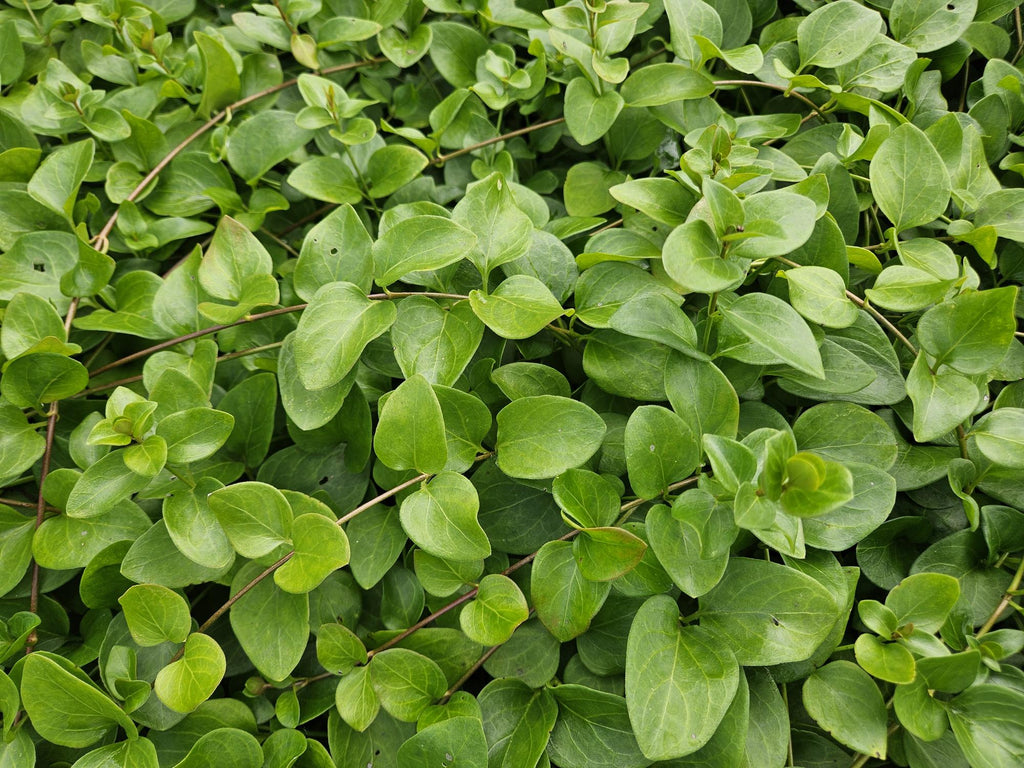 12x Vinca major 'Alba' - ↕10-25cm - Ø9cm