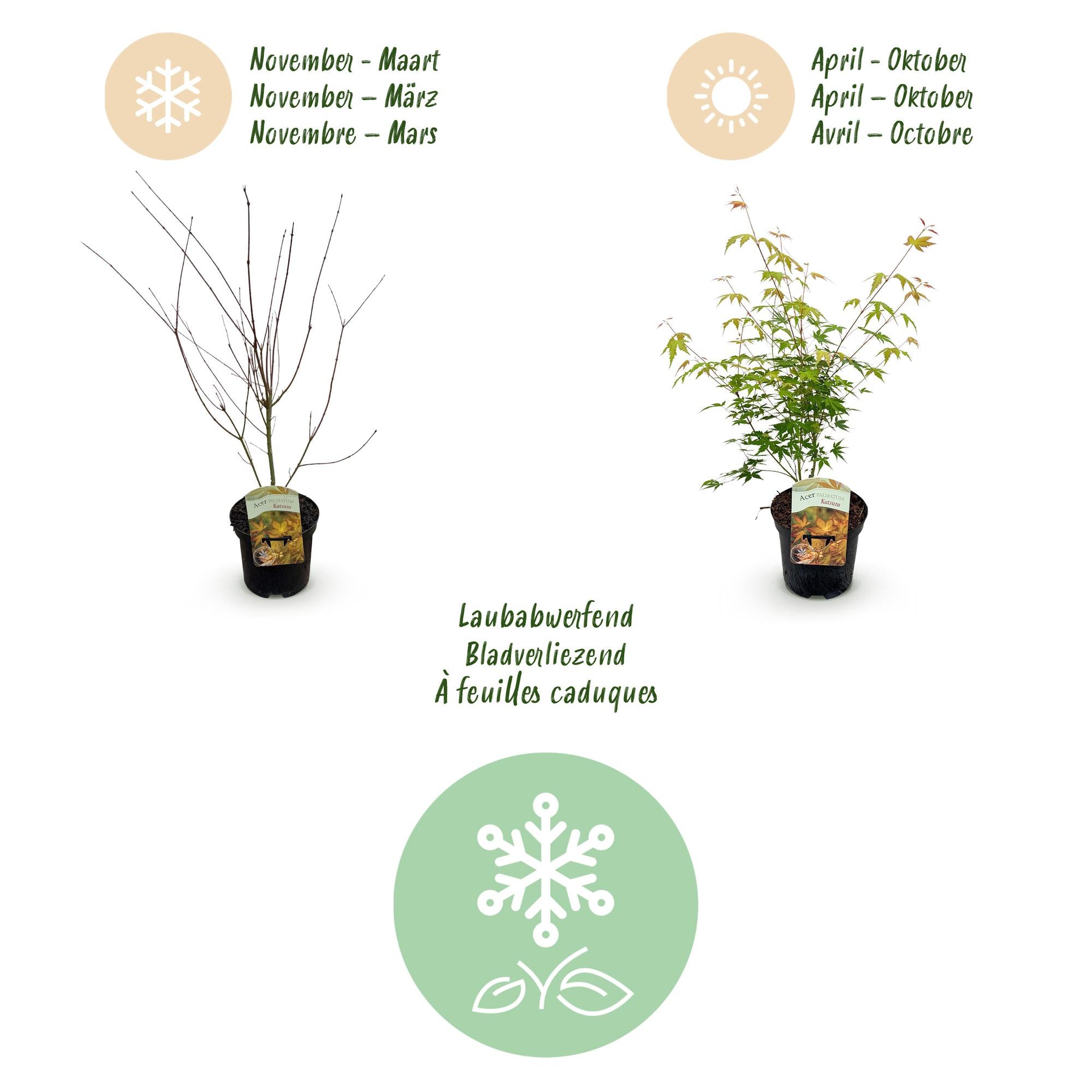 Terrasplant - Japanse Esdoorn - Acer palmatum Katsura - Oranje - 1 Plant - Bladverliezend - Pot 19cm Hoogte 70cm