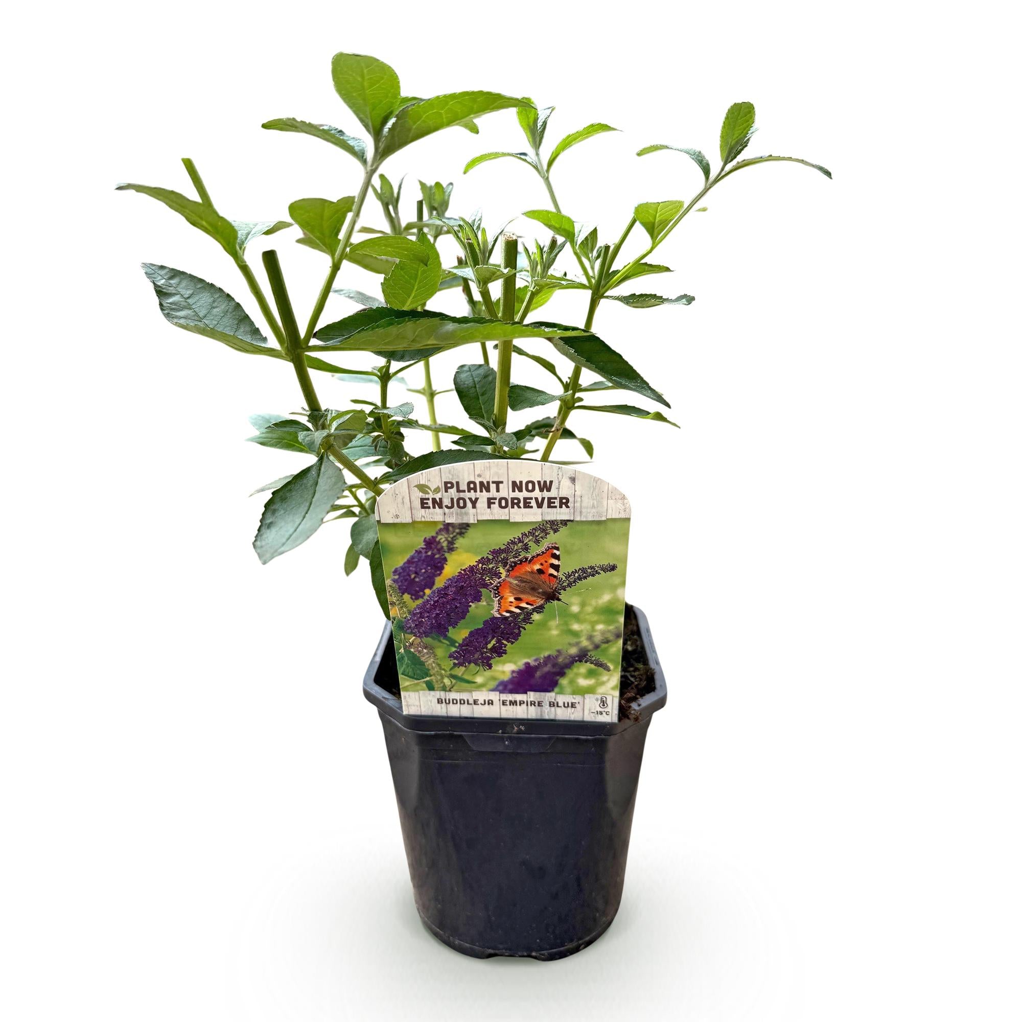 Tuinplant - Buddleja davidii Empire Blue - Vlinderstruik - Winterhard - Blauw - 1 Plant - Pot 17cm - Hoogte 45cm